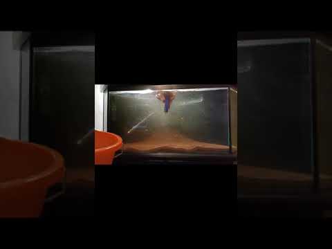 FISHTANK project 1