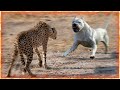 Dogo Argentino VS Cheetah Dogo Argentino VS Cheetah