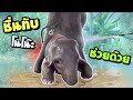 คิวชื่นใจ❗️ล้างอัดฉีด โนจะเล่นด้วย❗️โดนชื่นทับ ร้องแอ๊คๆ🤪एक हाथी,elephant