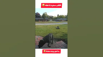 الكلب سعيد لما فعله 