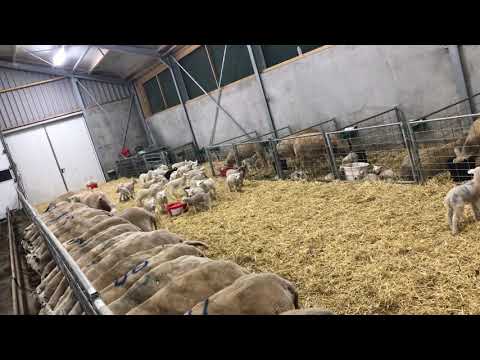 Swifter schapen