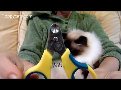 Video: Nail Clippers For Cats: What Are There, What To Look For When Choosing, Rules Of Use, Owner Reviews