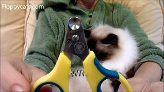 Zen Clipper Cat Nail Clippers Product Review