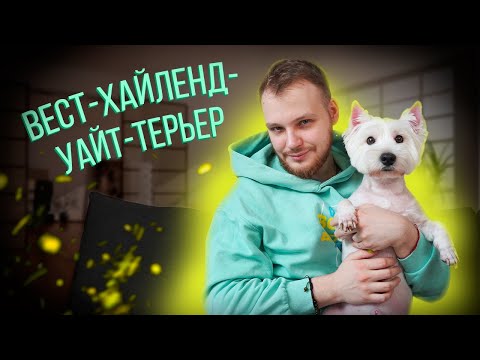 Видео: Владение Westie: мой опыт с Шоном и облачным