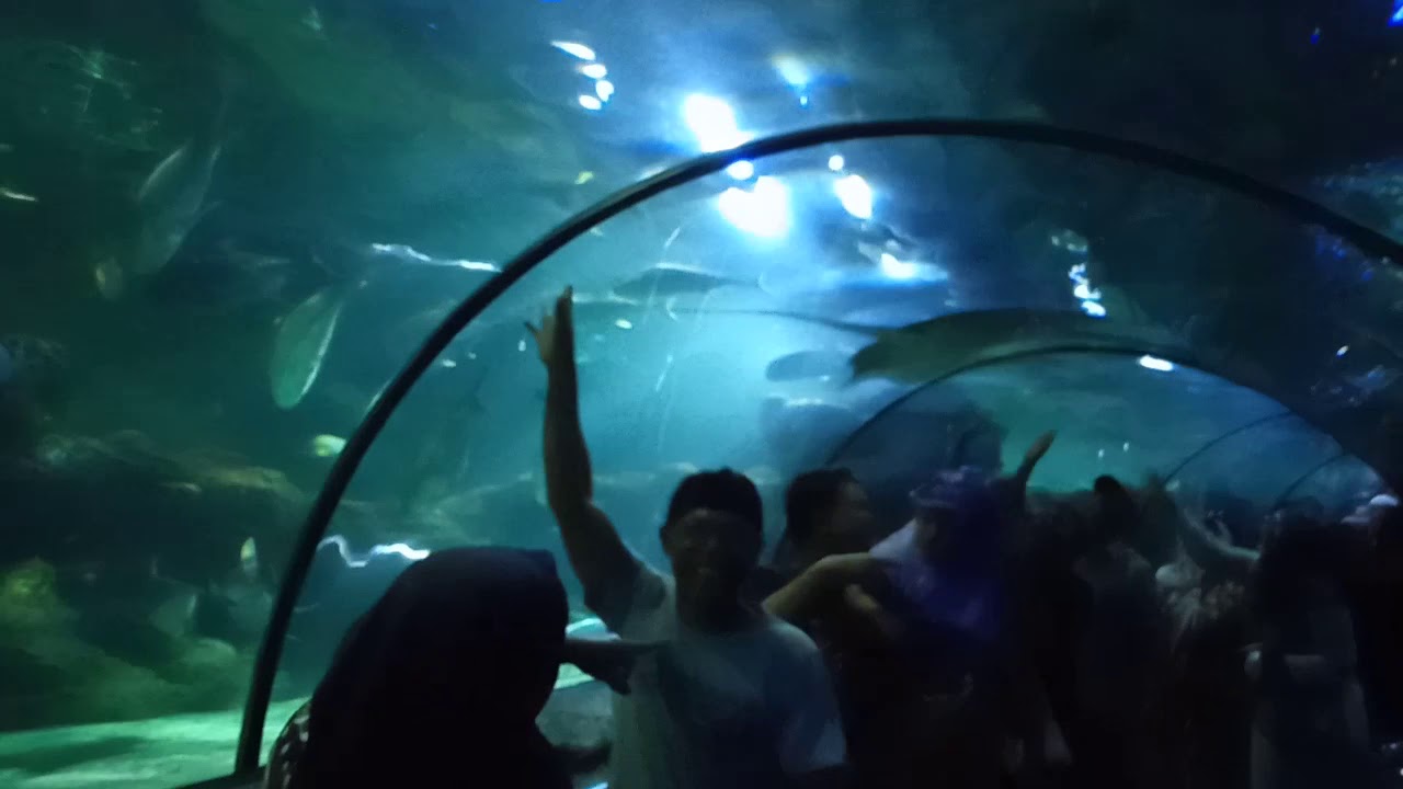 Seruuunyaa!!!Aquarium ikan raksasa Seaworld Ancol ...