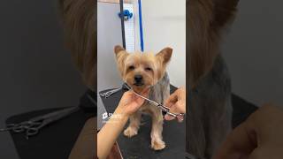 Yorkie grooming #shorts