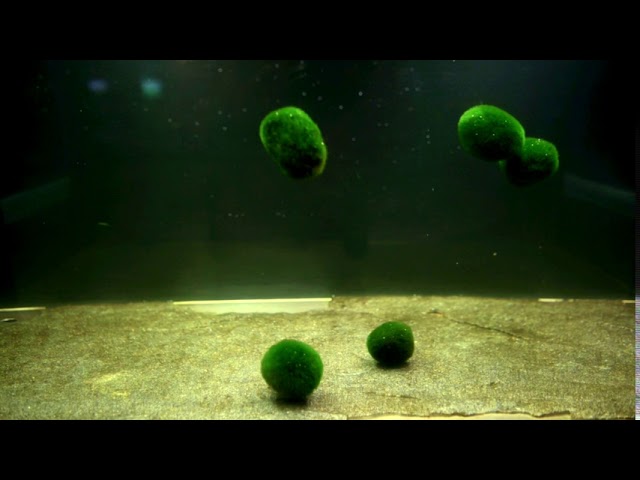 How to make Floating Marimo Moss Ball, by Michael Langerman