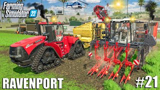 First CARROTS HARVEST and Planting CORN for SILAGE | Ravenport #21 | Farming Simulator 22