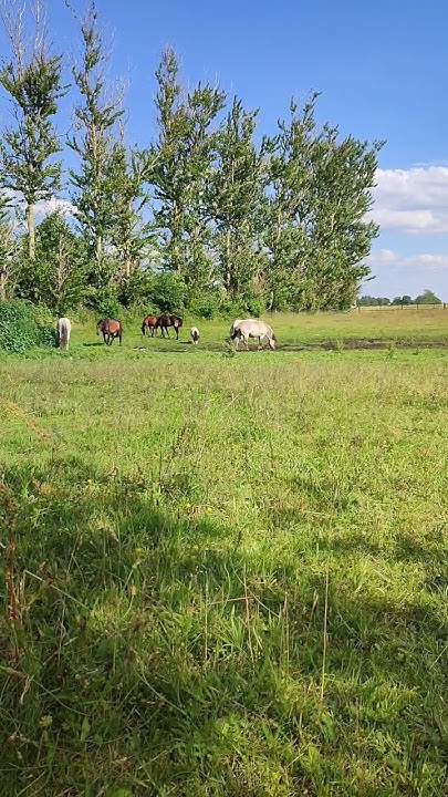 Konie na padoku. horses in paddock. лошади в леваде. Relax... - YouTube