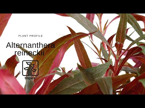 Wideo: Kolorowa Alternantera Reinecka