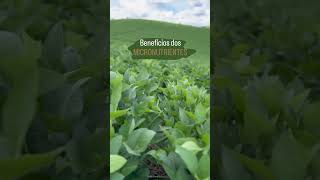 VOCÊ ESTÁ ESQUECENDO DOS "GIGANTES INVISÍVEIS" DA LAVOURA! #shorts #micronutrientes