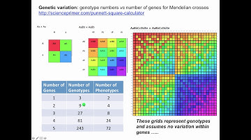 Basic Genetics 1   Variation