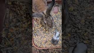 Baby Rabbit Taking A Stroll