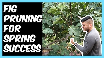 Pruning My Fig in Fall