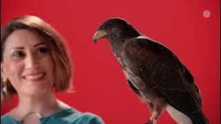 Azerin & Yücel Arzen - İncitme (İsmailce) | Abdurrahim Karakoç