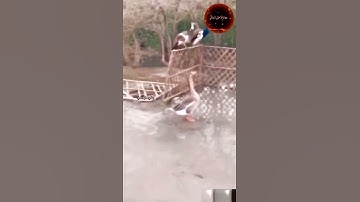 {اعلموا أنما الحياة الدنيا لعب ولهو} القارئ حاتم المالكي~  تصوير حظيرة على البذالي.
