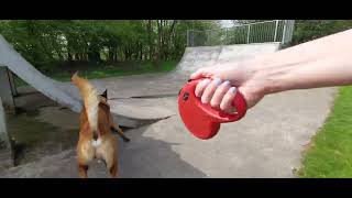 Dog explores this very old school building and a walk around the back of park