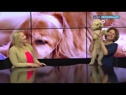 myvideo silk sport4 - \"კონსულტაცია ვეტერინართან\" - ახალი სეზონის ანონსი