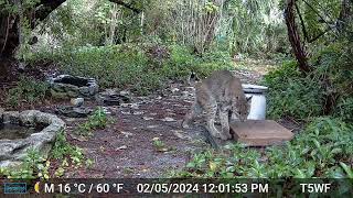 BOBCAT VISIT YOUNG BOBCAT INJURED COON TREE CRASH FEB 4 2024