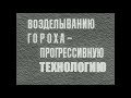 Технология возделывания гороха