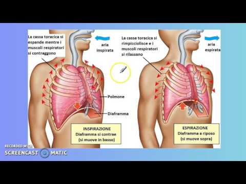 Video: Sistema Respiratorio E Polmoni: Informazioni Di Base