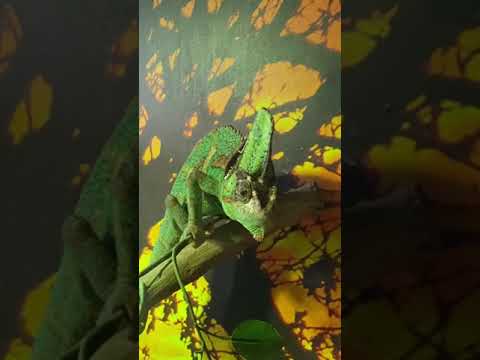 Chameleon – Dubai Aquarium and Underwater Zoo