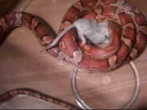 video phone beyonce mp3 Corn snake eating