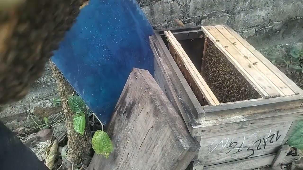 Kiểm tra trại ong sau 7 hôm xây cầu. Cầu mới mật, phấn về nhiều#ongmat#onggipng#xuhuong
