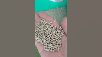 pepper color sorter machine pepper color sorting manufacturer