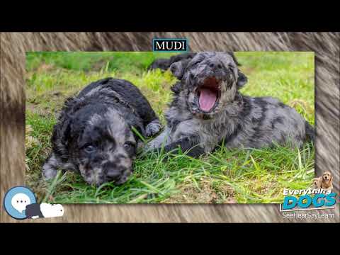 วีดีโอ: ชื่อสุนัขฮังการีที่ดีสำหรับ Puli หรือ Komondor