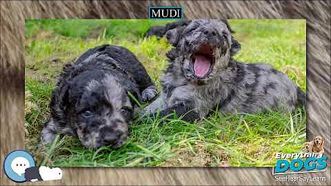 Mudi 🐶🐾 Everything Dog Breeds 🐾🐶