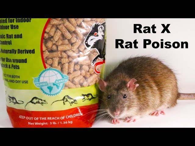 Why Rat X Is The Only Rat Poison I Will Ever Use - Safe & Effective -  Mousetrap Monday 