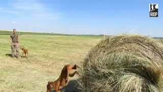 Vadászkutya, Magyar Viszla Tréning, Hunting Dog Training, Jagdhund Training