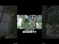 植木鉢を使わずにベランダで10種類以上育ててます