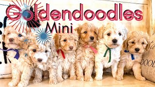 Gorgeous Mini Goldendoodles || Emerald & Wallace || Puppy Picking || #minigoldendoodle #texas