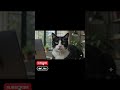 Kedi Kont - Episode 6 #cat #kedi #shorts #subscribe #likeandsubscribe