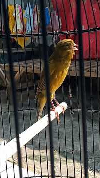 KENARI AF WIKSAR NGERIWIK KASAR