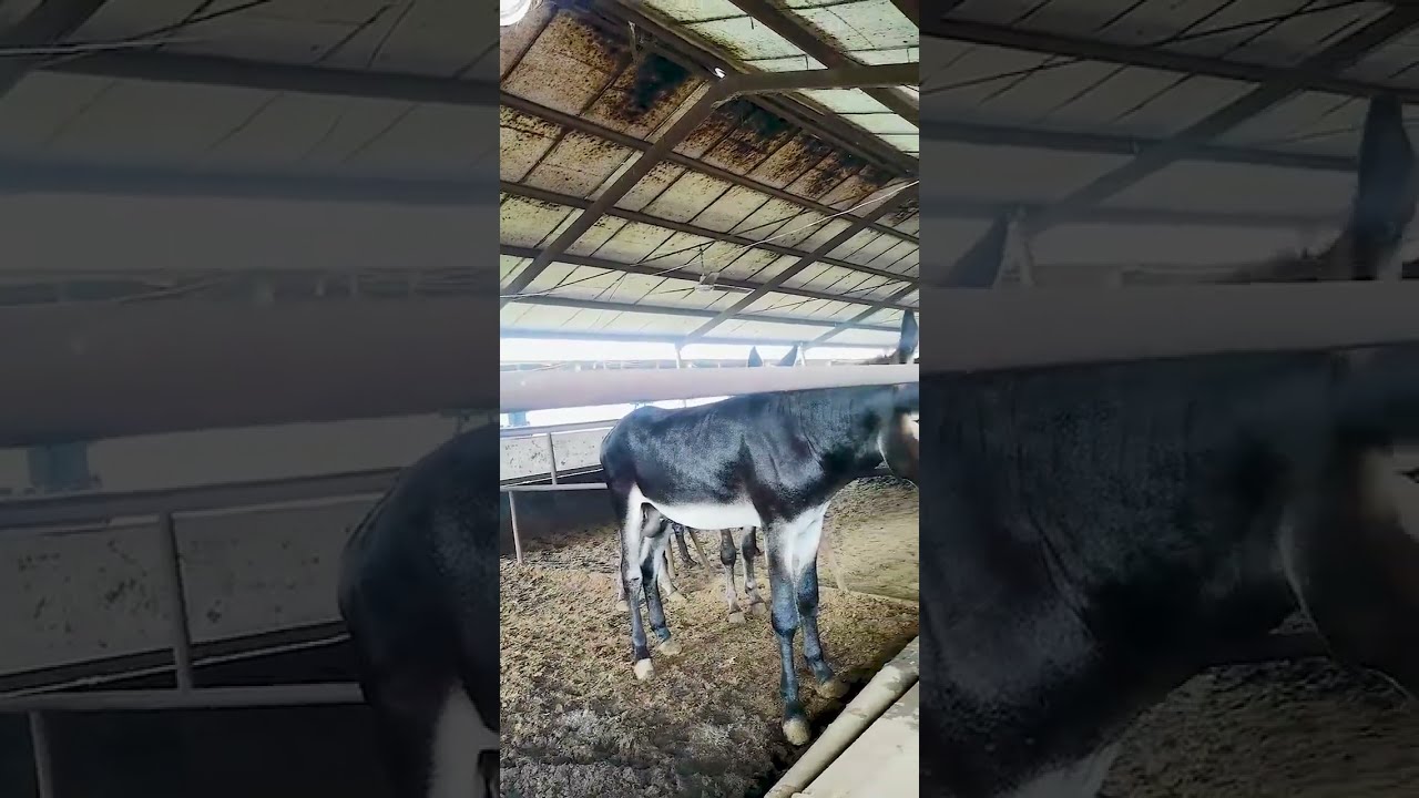 Donkeys Live Among And Horses 62