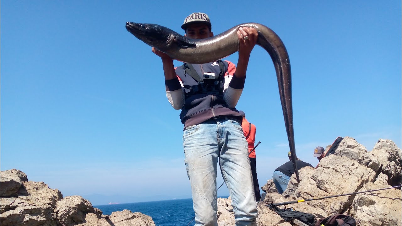 صيد السمك صنور معروف بي الغرونك