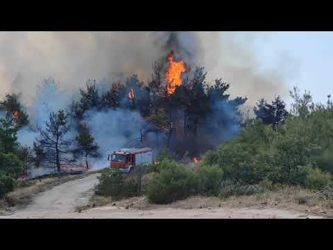 THESSTODAY.GR: Σοκαριστικό βίντεο από την φωτιά στην Δαδιά