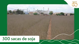 300 sacas por alqueire são colhidas no Oeste do Paraná