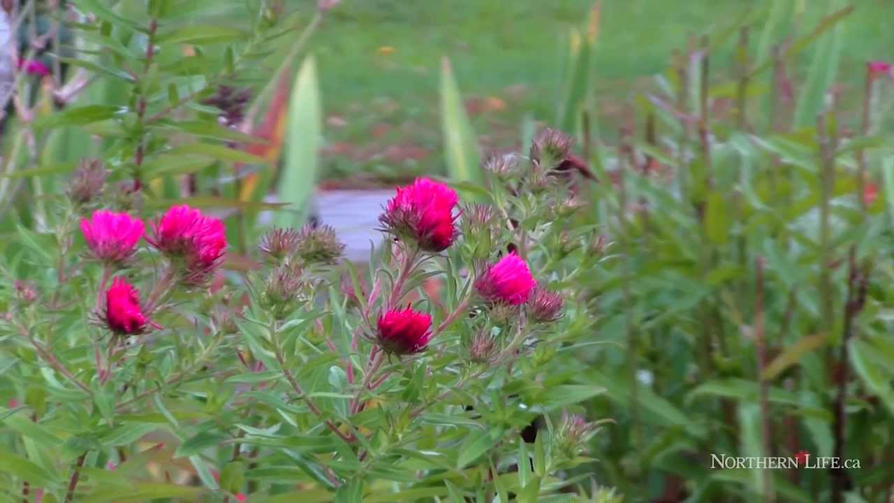 Regreening Capreol - Sudbury News