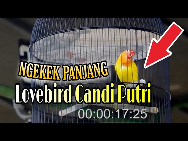 MASTERAN SUARA LOVEBIRD CANDI PUTRI PENOMENAL DI DUNIA  #Candiputri class=