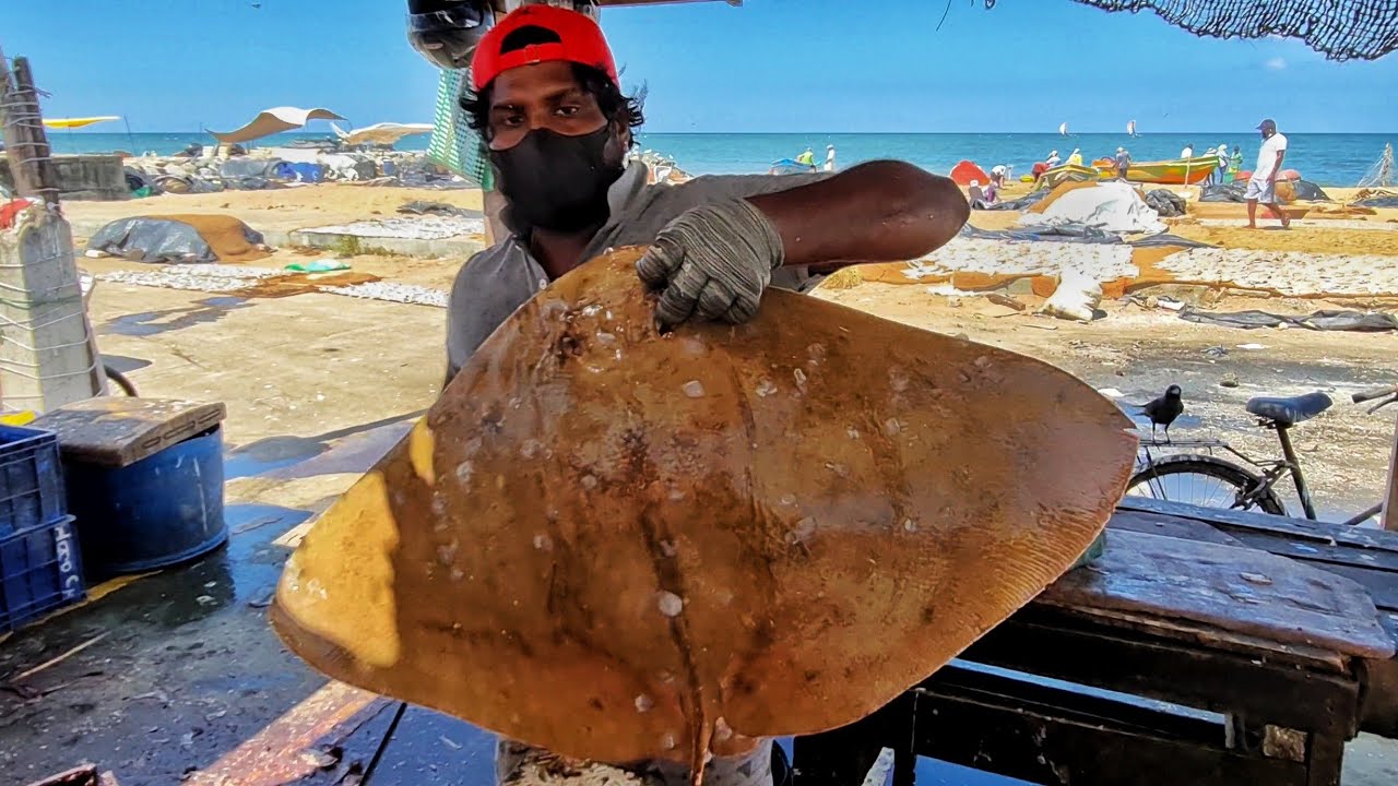 Butterfly Ray Fish Slicing Ray Fish Slicing Skills Mr