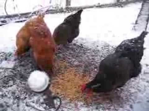 Chickens 'Roxy', 'Tom', 'Gladys' and 'Doris' eating mealworms in the snow!