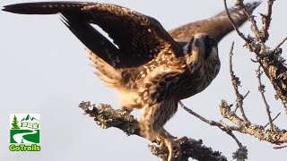 Peregrine Falcon Bird Flying, Hunting, Preening Call Sound