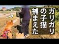 ガリガリの子猫にメシを食わせまくる【生後５ヶ月・体重たった１キロ】