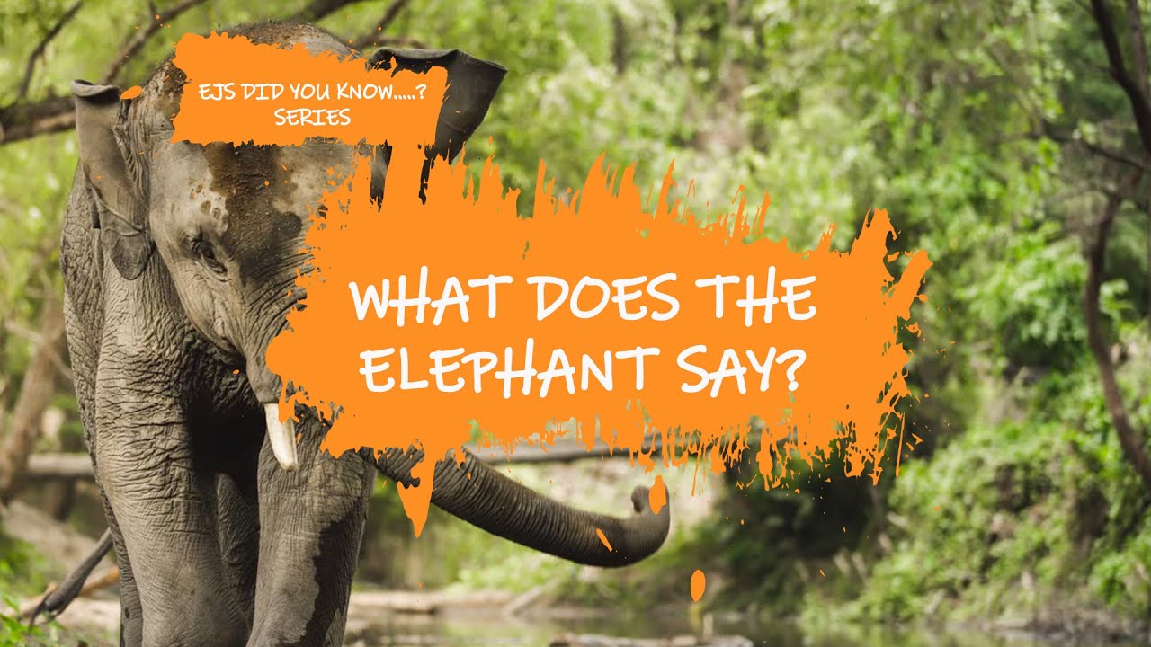Did You Know... What does the Elephant Say? YouTube