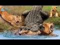 The Battle For Survival On The Nile River #naturedocumentary | Wildlife documentary