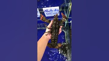 Tôm Hùm Alaska nhập khẩu từ Canada tại Vựa Hải Sản Xanh